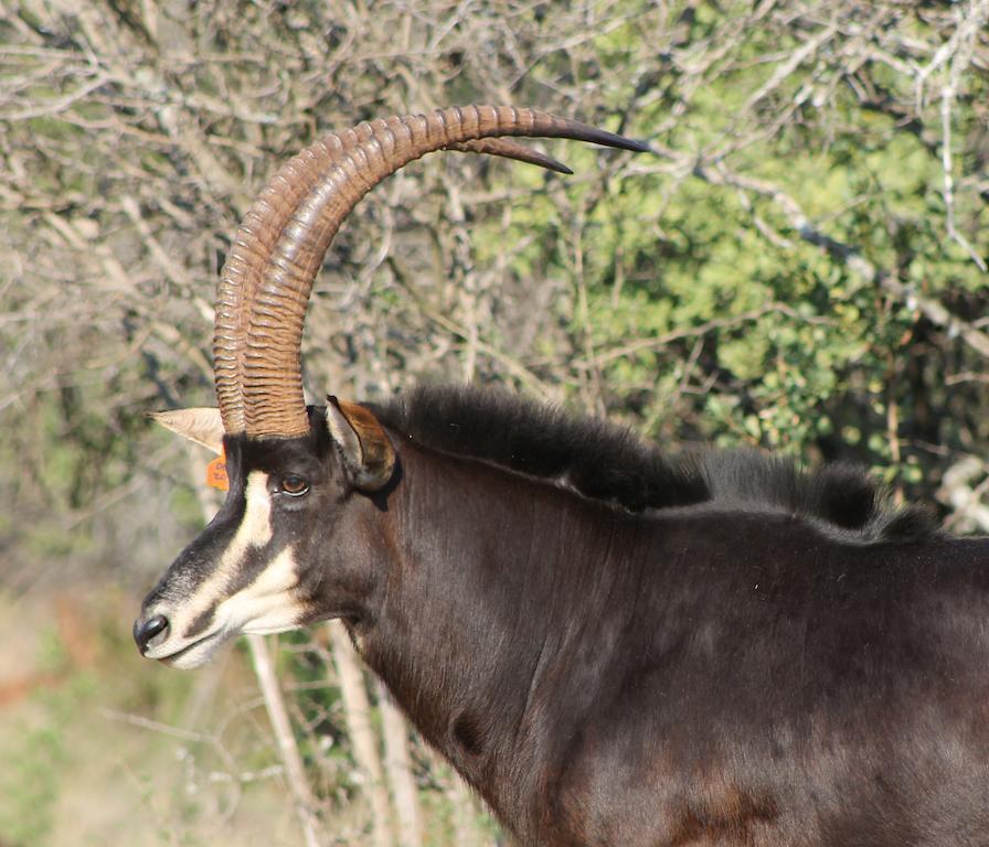 Ohrigstad Hannah Game Lodge מראה חיצוני תמונה